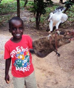 Falconry Malindi