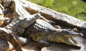 crocodilefarm malindigecomprimeerd