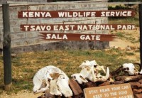 Safari in Tsavo East