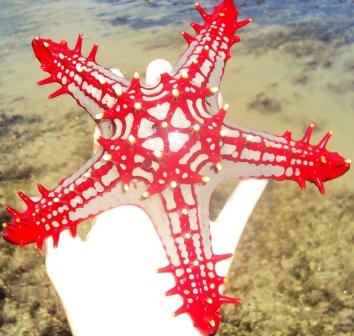 Seastar Kenia
