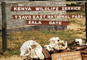 Safari in Tsavo East