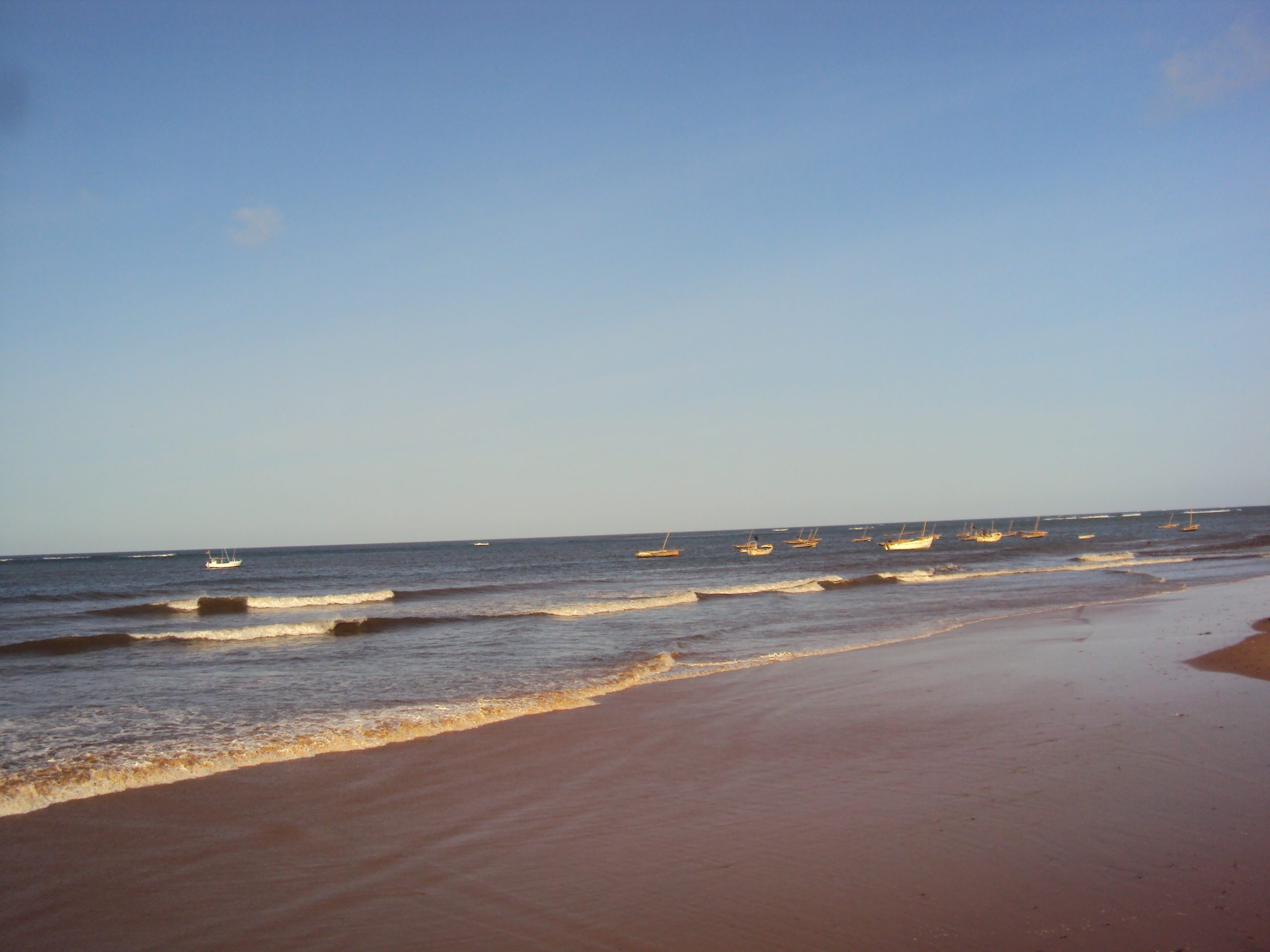 Beach Casuarina