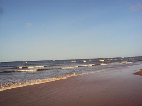 Beach Casuarina